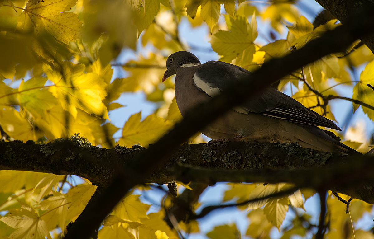 Herbsttaube