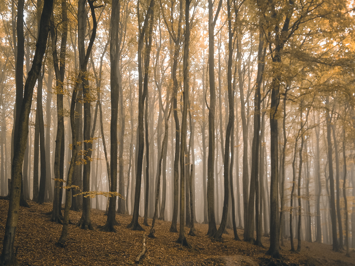 Herbstwald auf Rügen