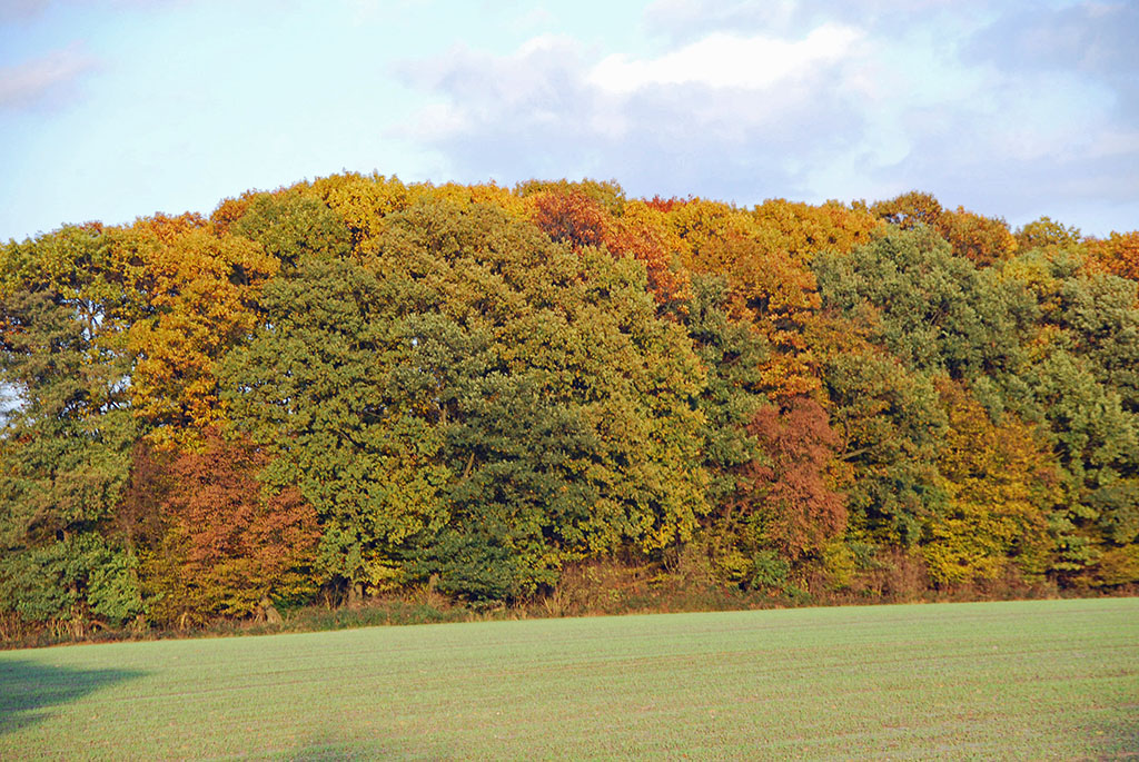 Herbstwald DSC 5222x