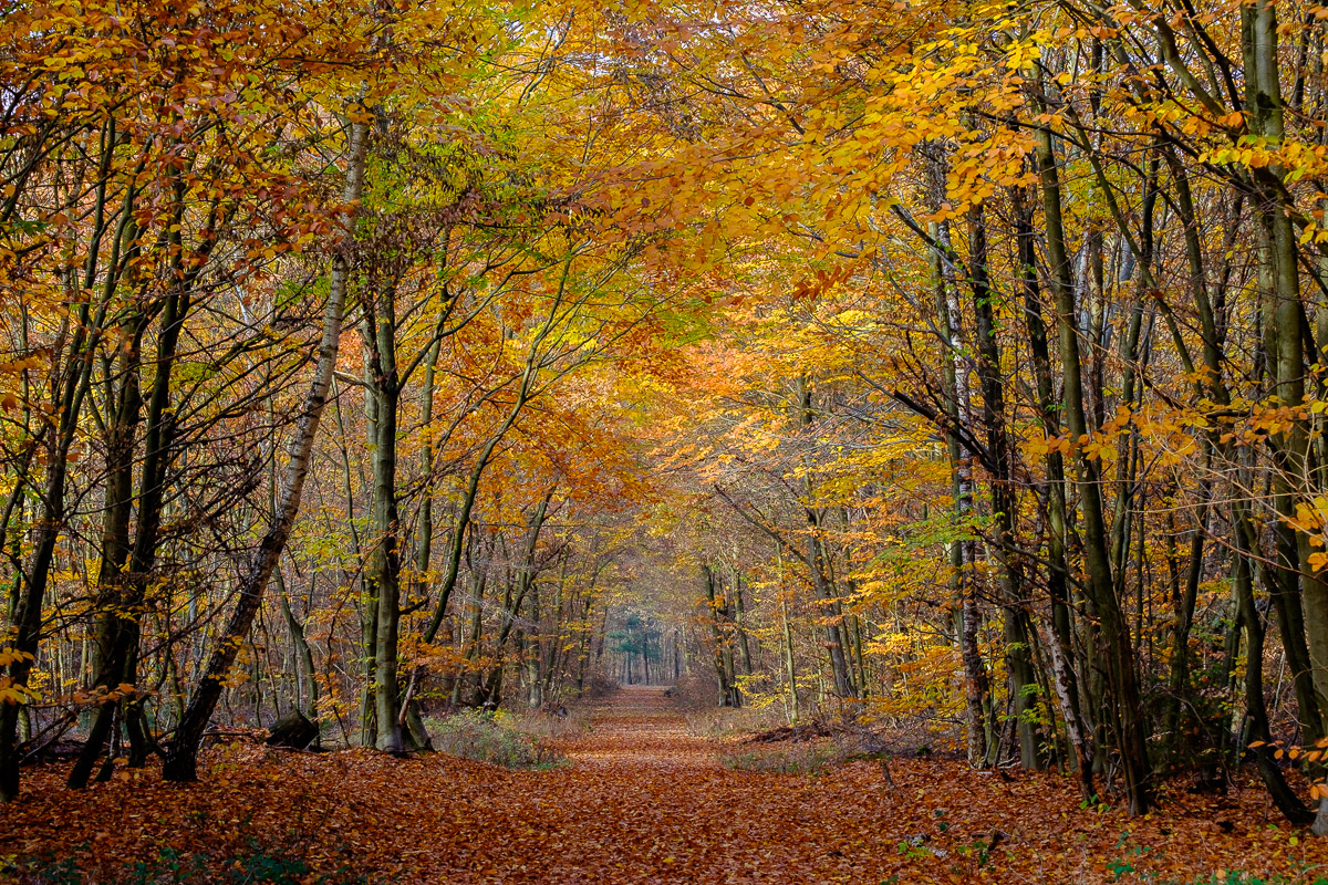 Herbstwald im Rhein-Main Gebiet