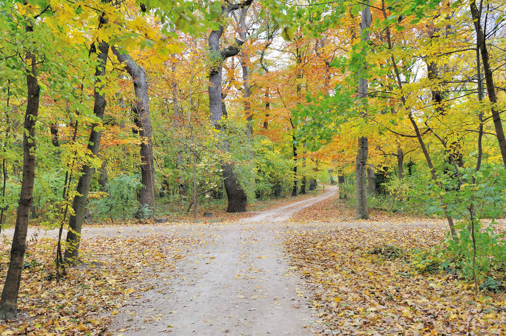 Herbstwald

Im Schlosspark Schönbrunn.