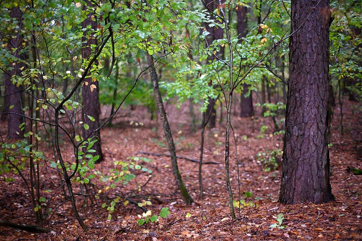 Herbstwald mit Offenblende 1,4.jpg