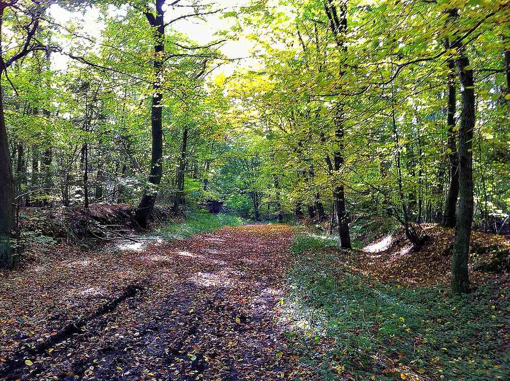 Herbstwald