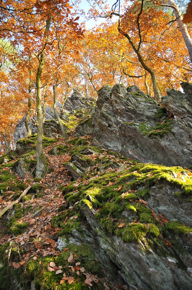 Herbstwald