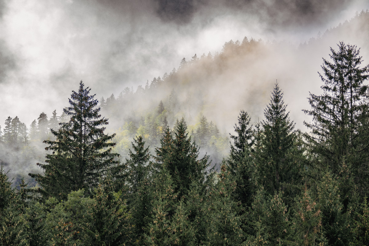 Herbstwald