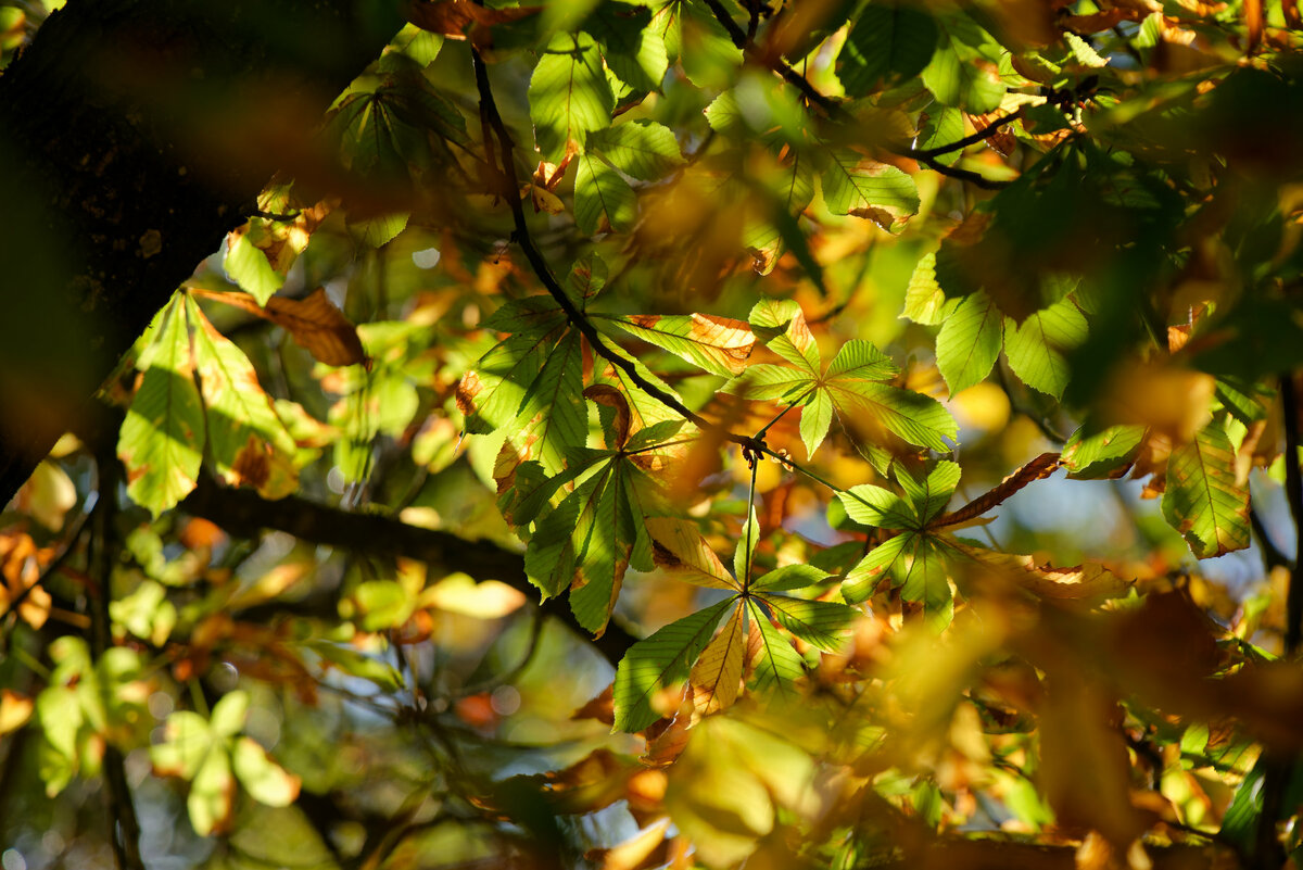Herbstwald
