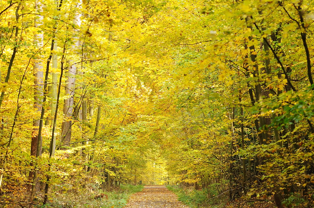 Herbstwald