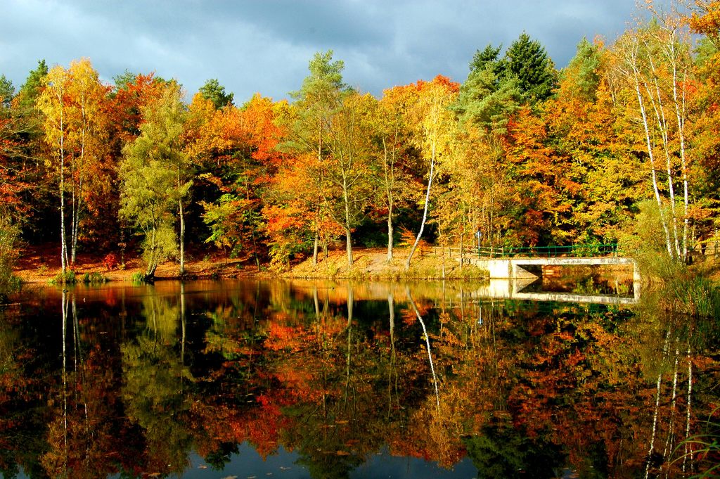 Herbstwald