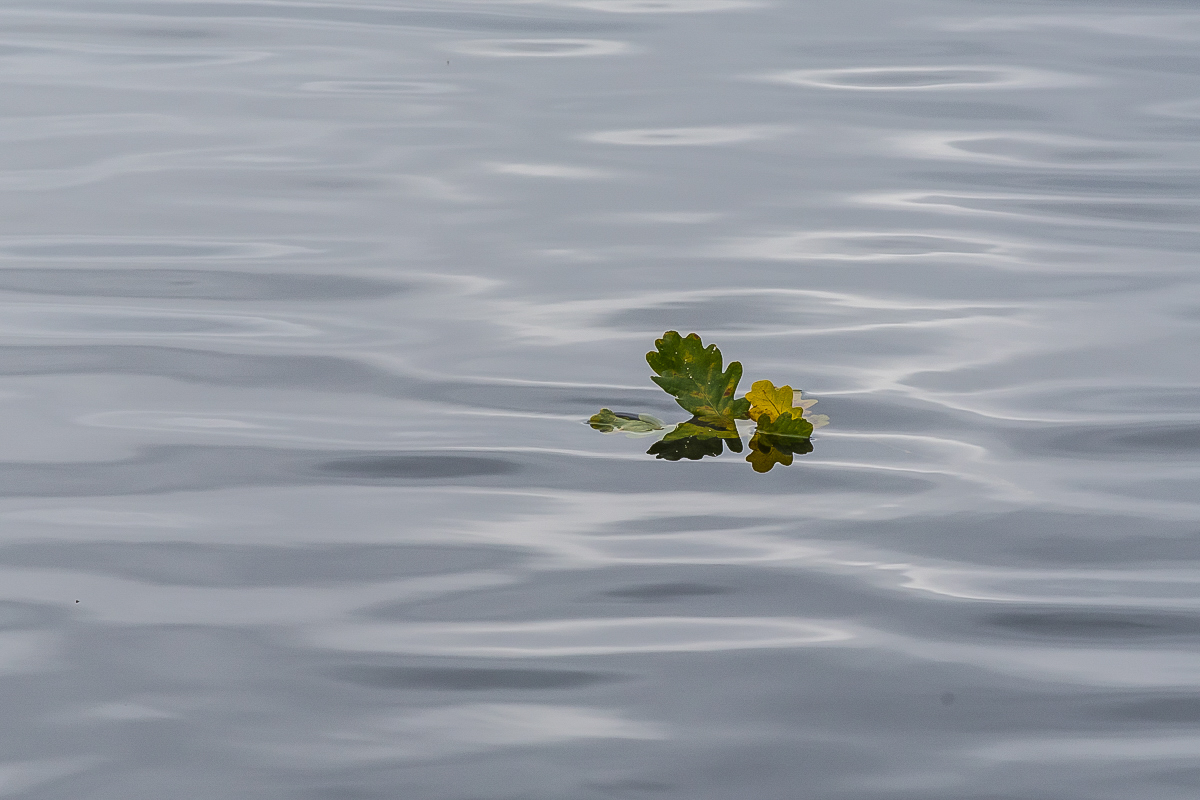Herbstwasser (1 von 1).JPG