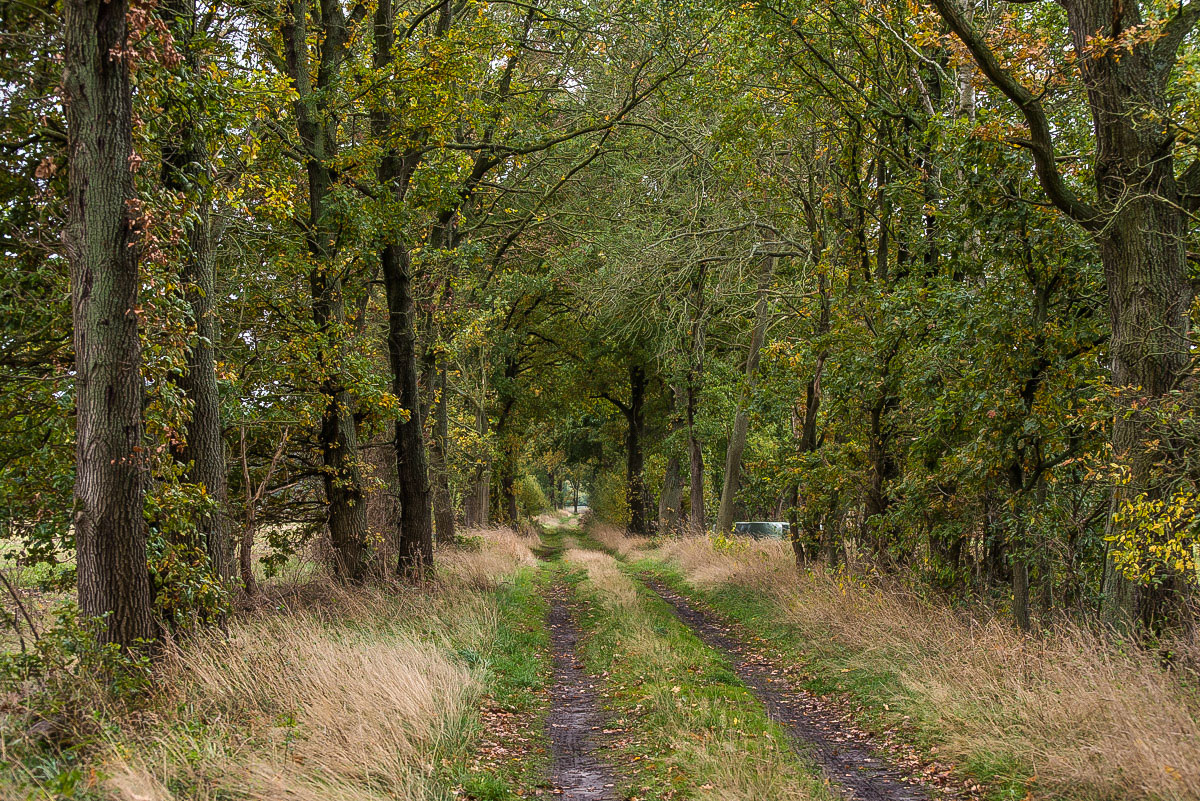Herbstweg (1 von 1).JPG