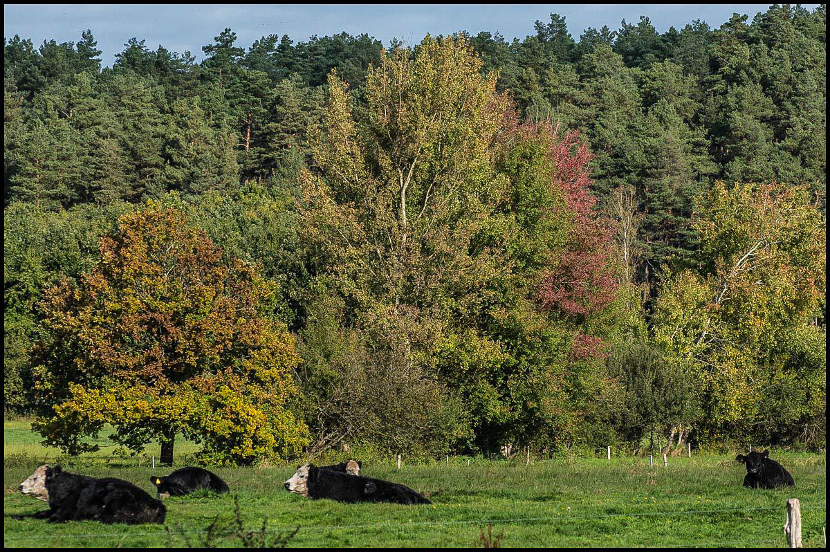 Herbstweide 2 (1 von 1).JPG