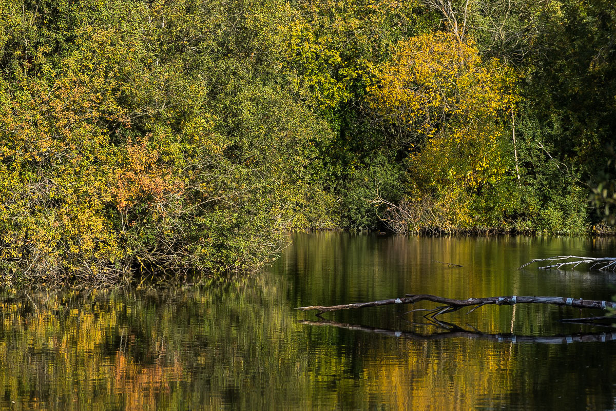 Herbstweiher 3 (1 von 1).JPG