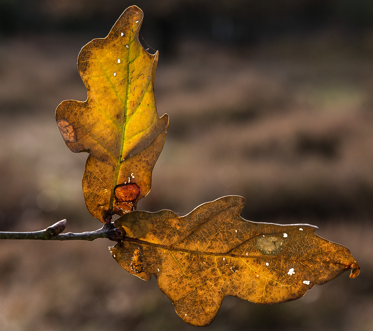 Herbstwinkel (1 von 1).JPG