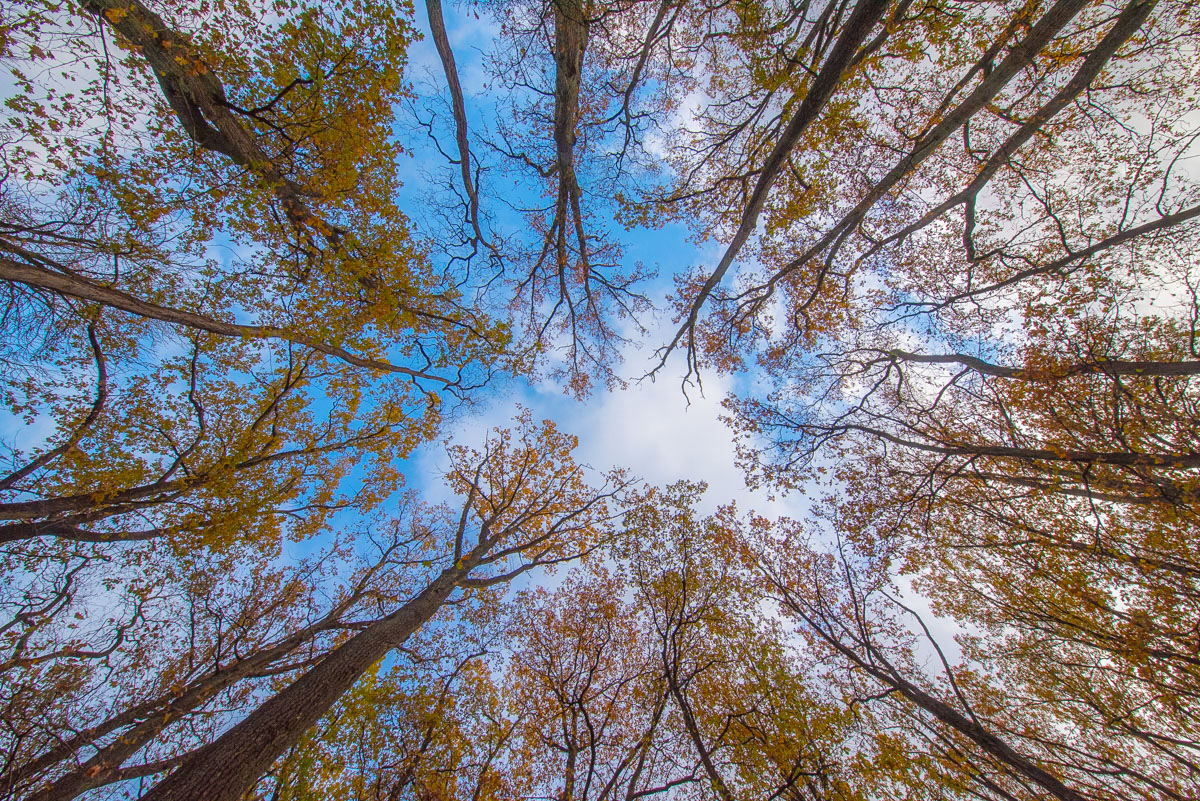 Herbstwipfel (1 von 1).JPG