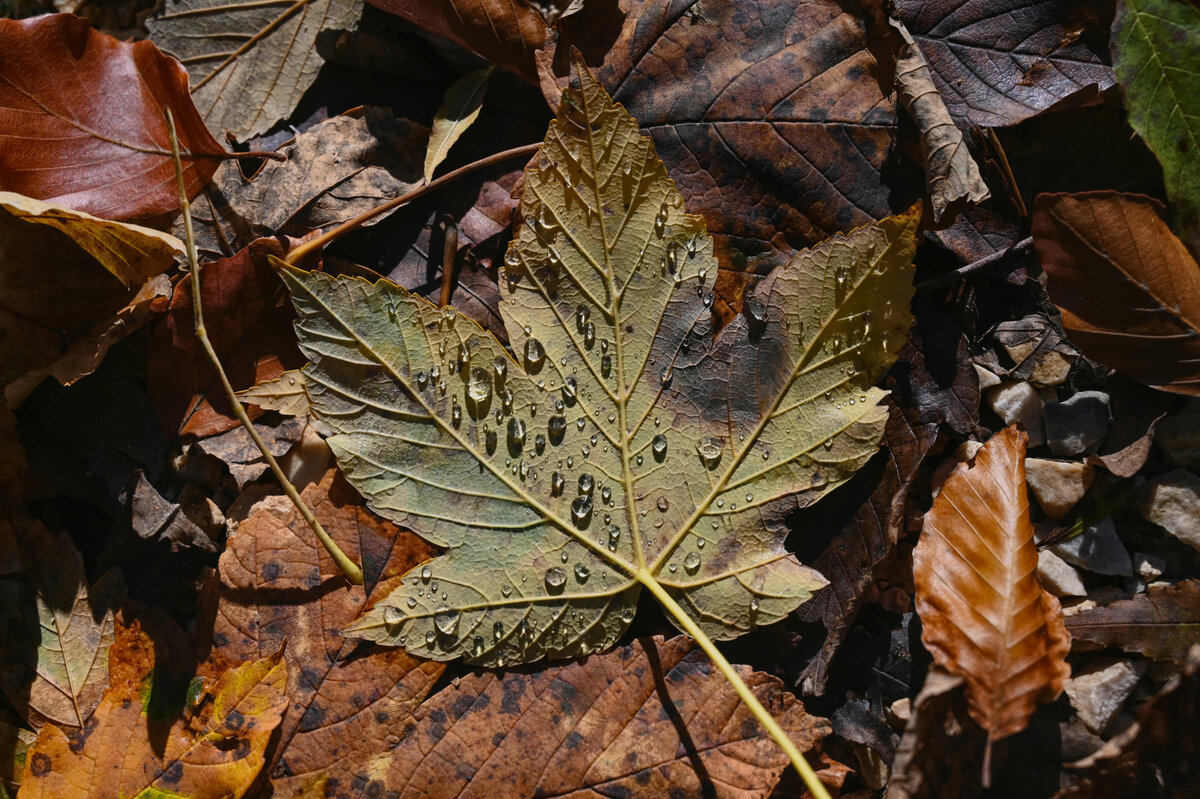 Herbstzeit