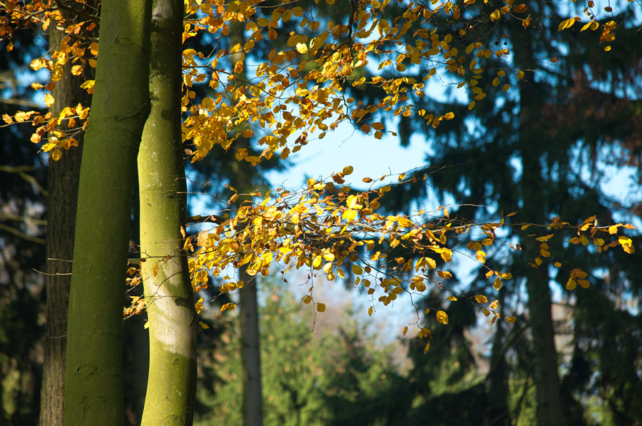 herbstzweig
