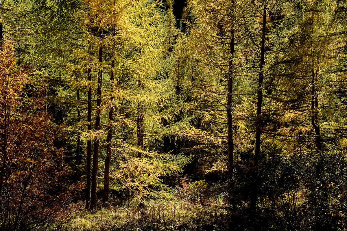 Herbswald.jpg