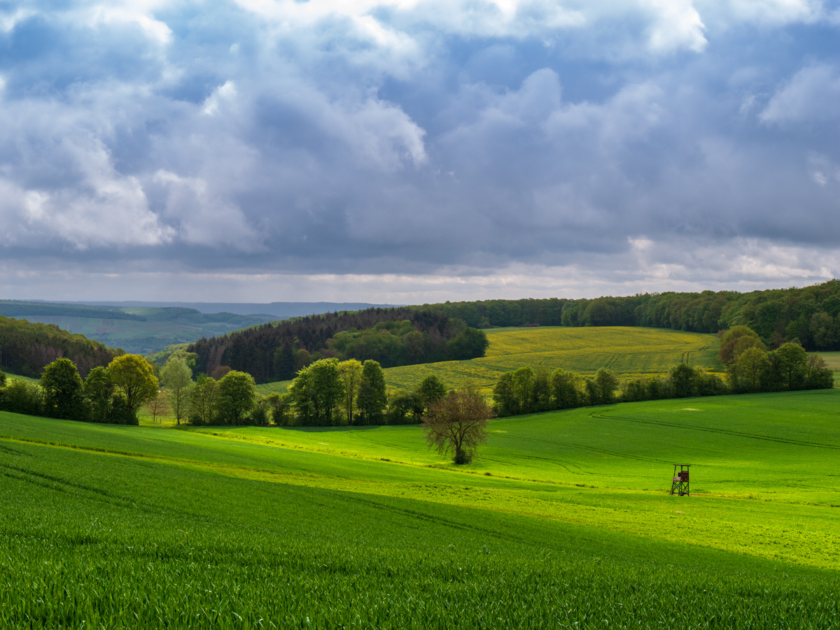 Hergenfeldfeld