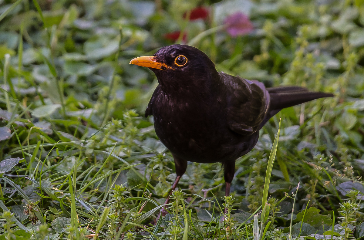 Herr Amsel (1 von 1).JPG