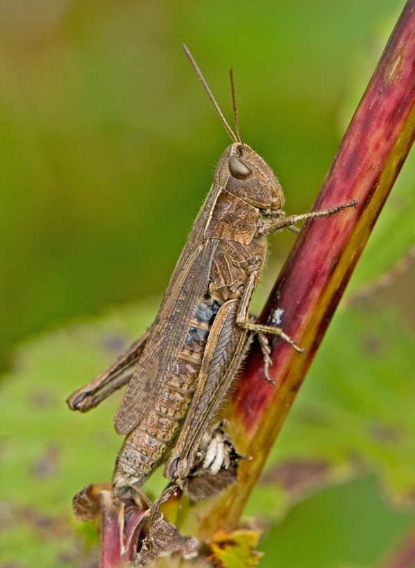heugumper