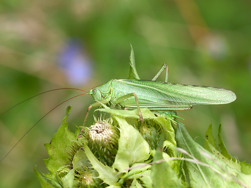 Heupferd Großes 2012 07 09 12