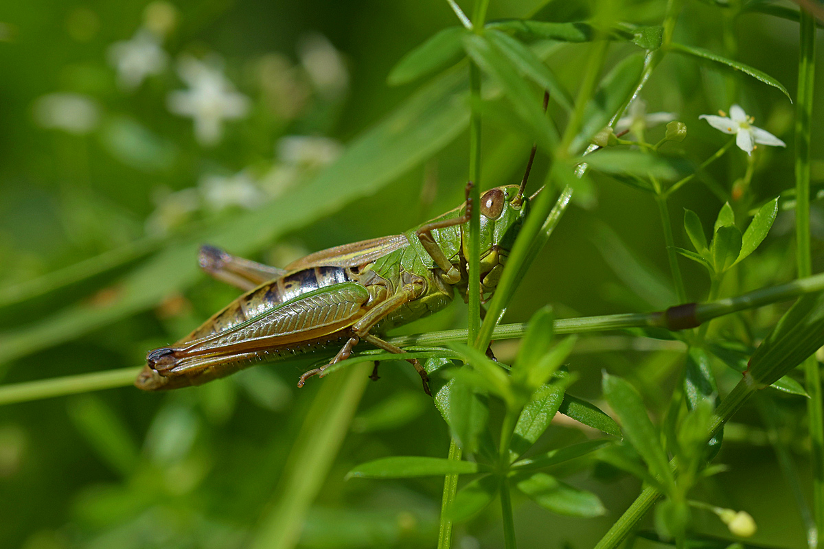 Heuschrecke