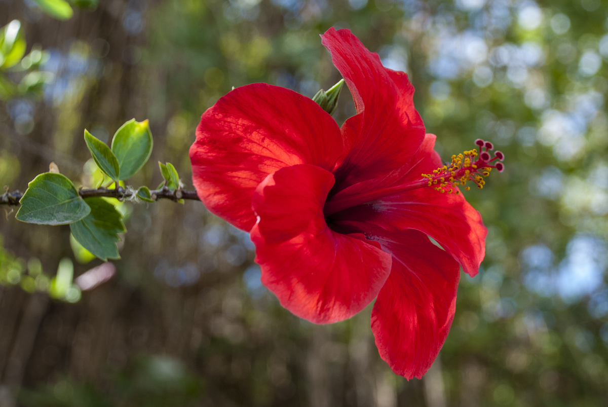 Hibiscus.jpg