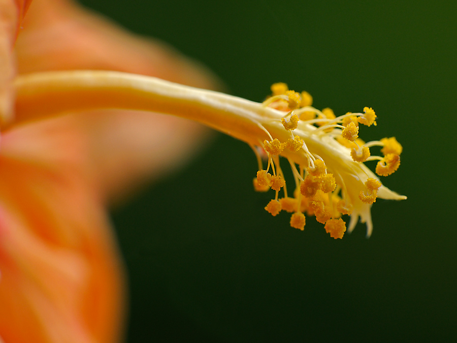Hibiscus