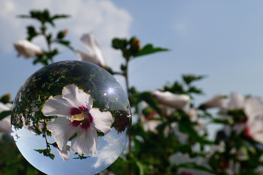 hibiskus 1