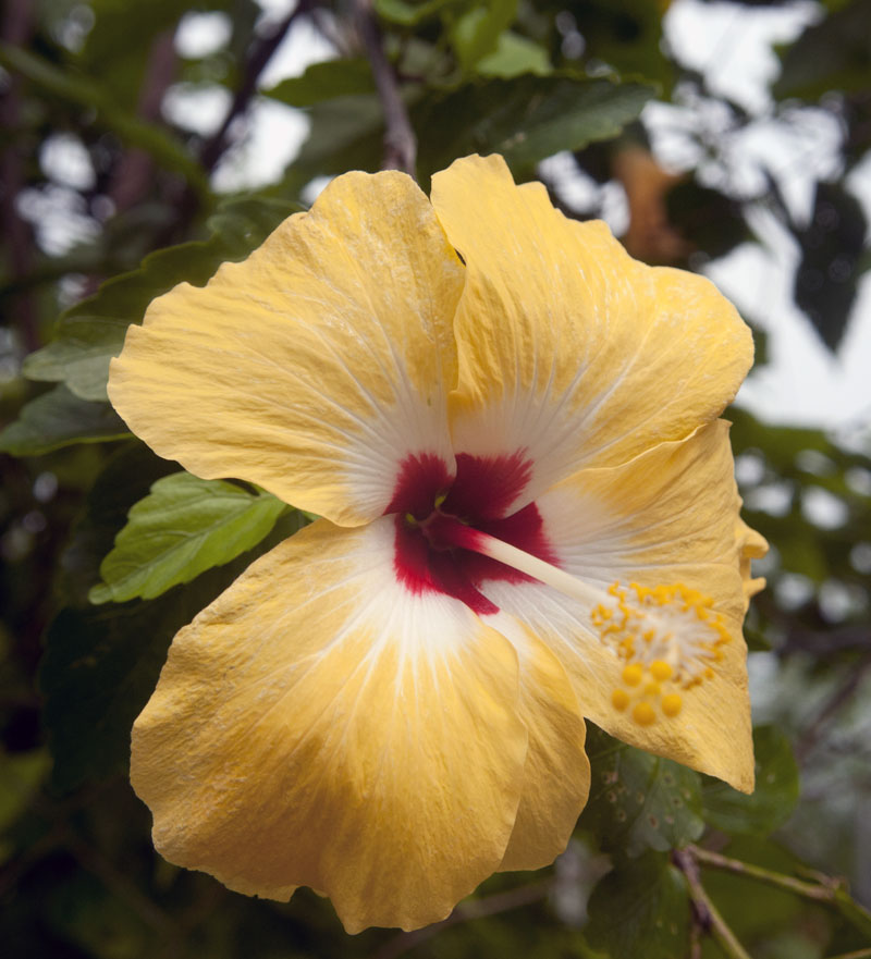 Hibiskus auf den Trobriands