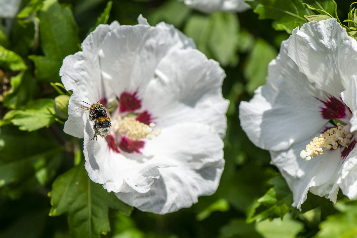 Hibiskus mit Hummel.jpg