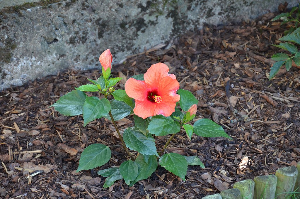 Hibiskus
