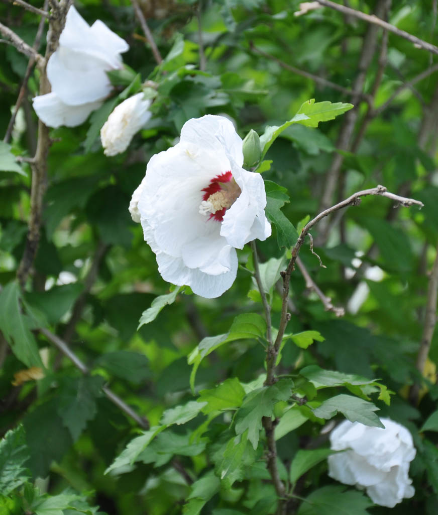 Hibiskus