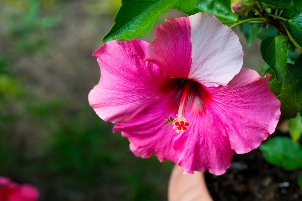 Hibiskus