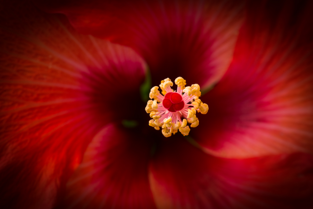 Hibiskus