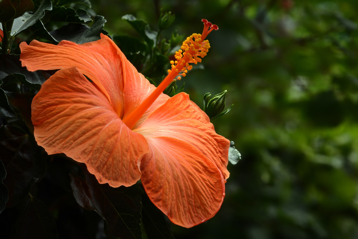 hibiskus_1200.jpg