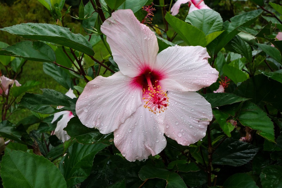 Hibiskusblüte.jpg