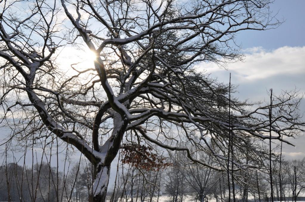 Hier und da schaute die Sonne durch, hier kurz vor Alhausen im Wald