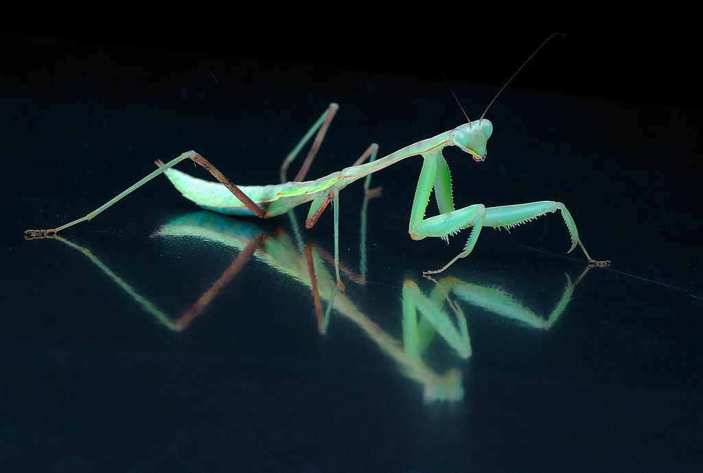Hierodula membranacea (Indische Gottesanbeterin)