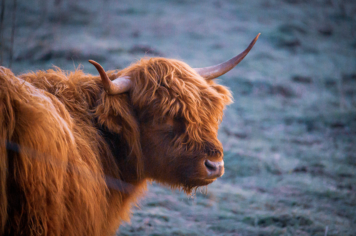 Highland Cattle