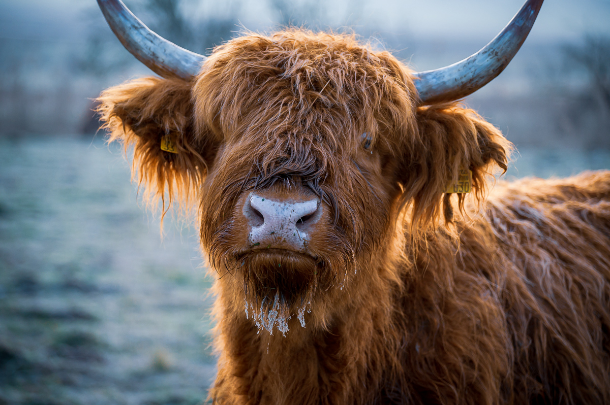 Highland Cattle