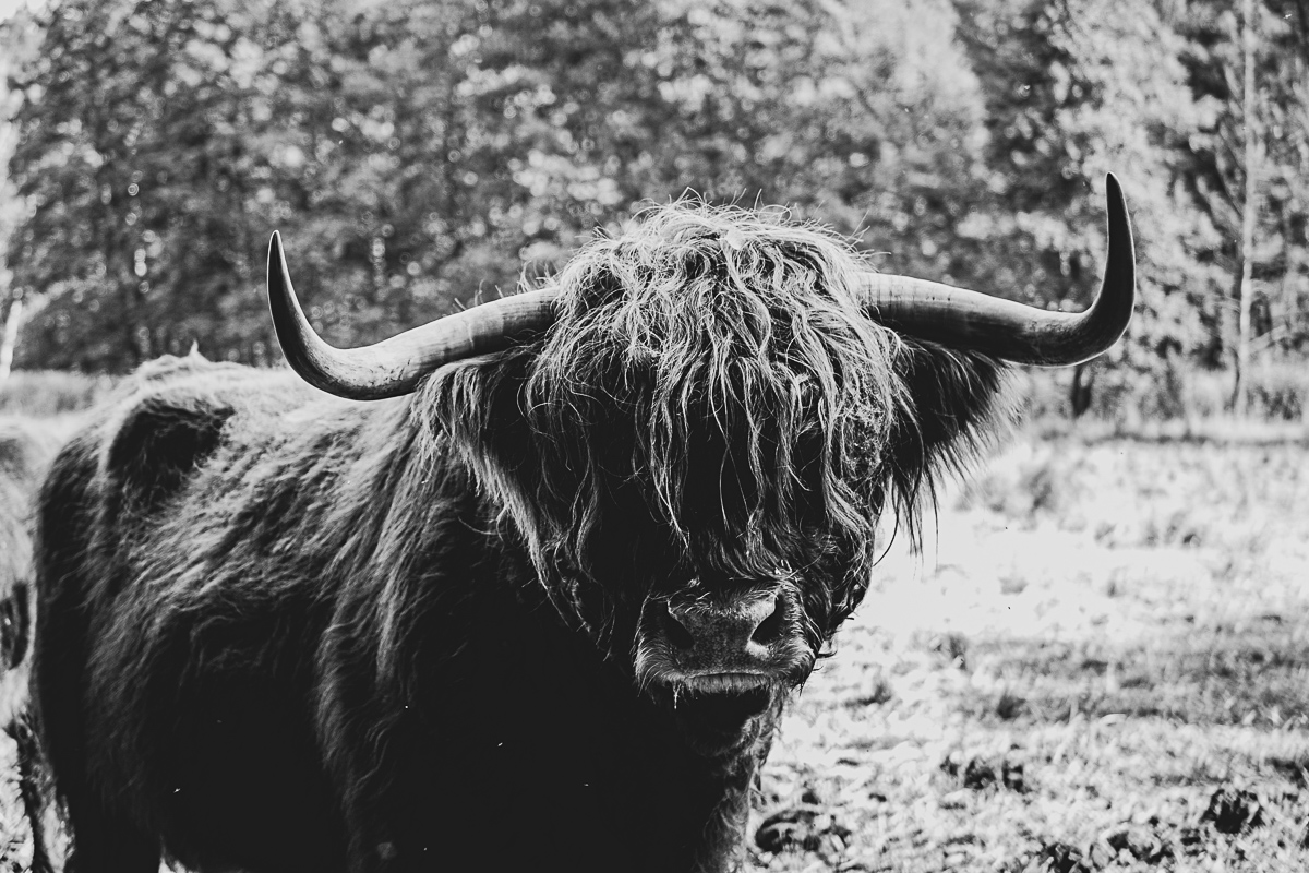Highland Cattle