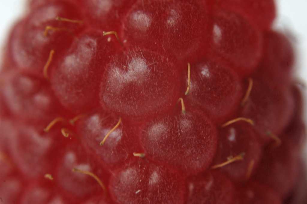 Himbeere