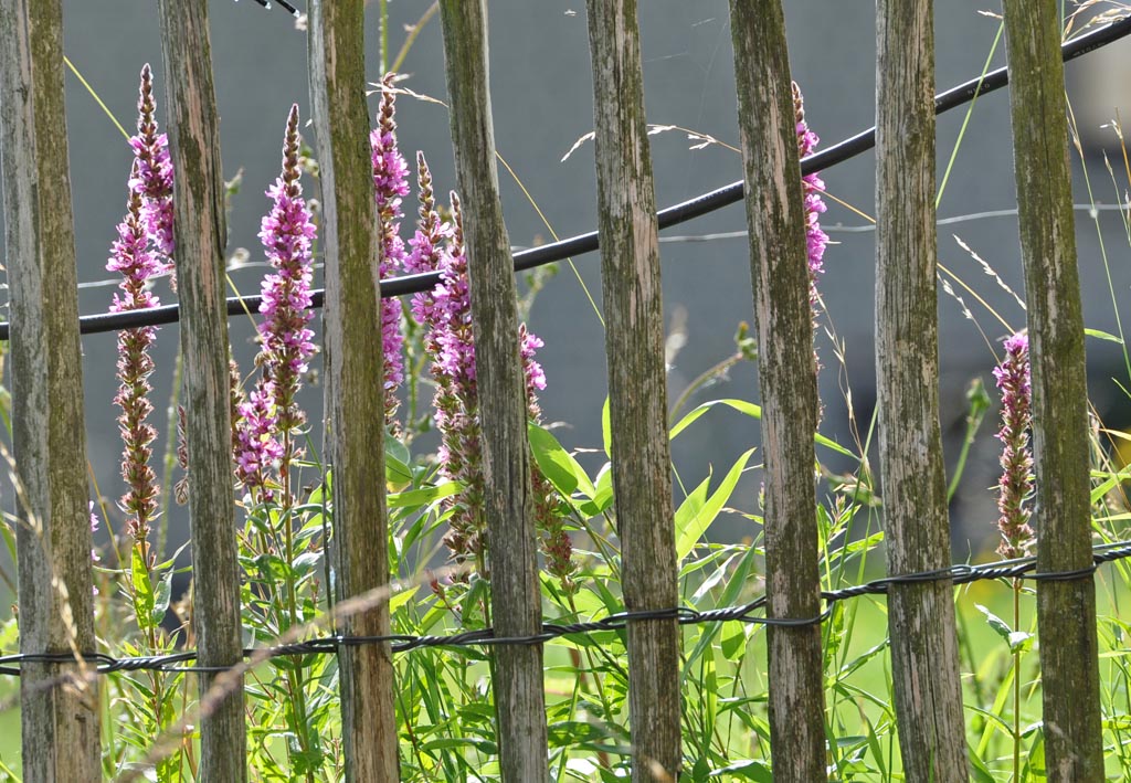 Hinter Gittern