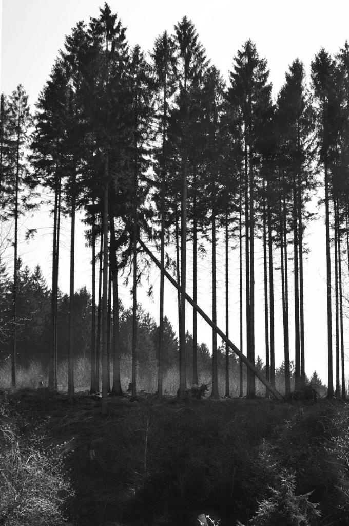 Hinterwald 016  sw klein