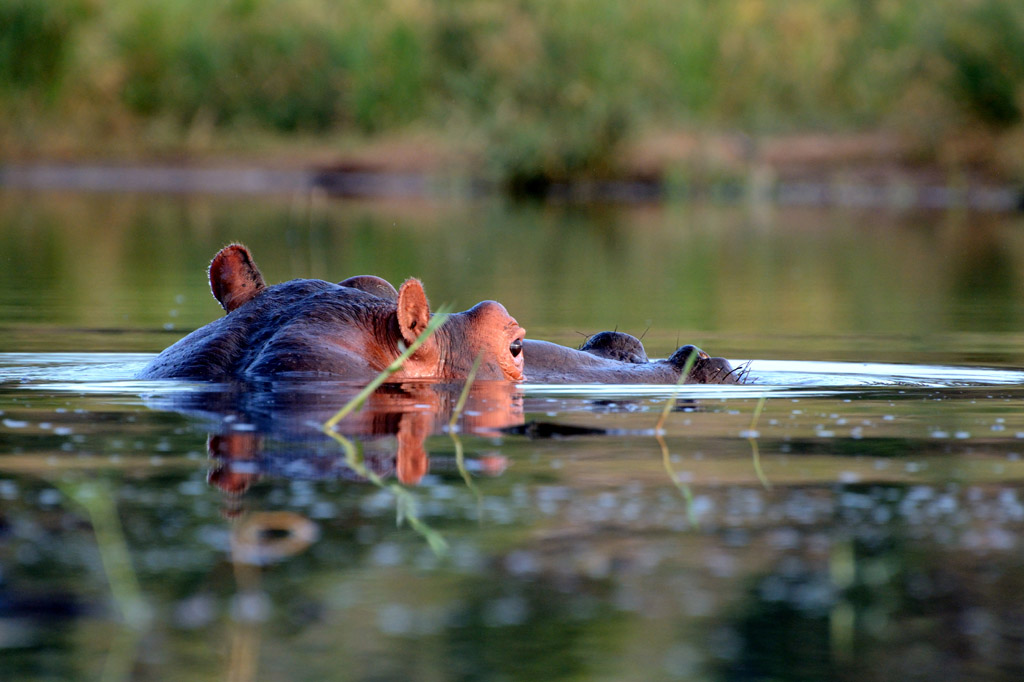 Hippo-01