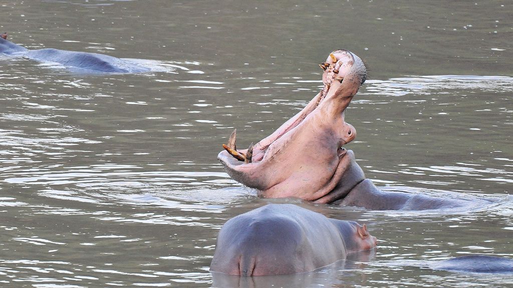 Hippos 0188