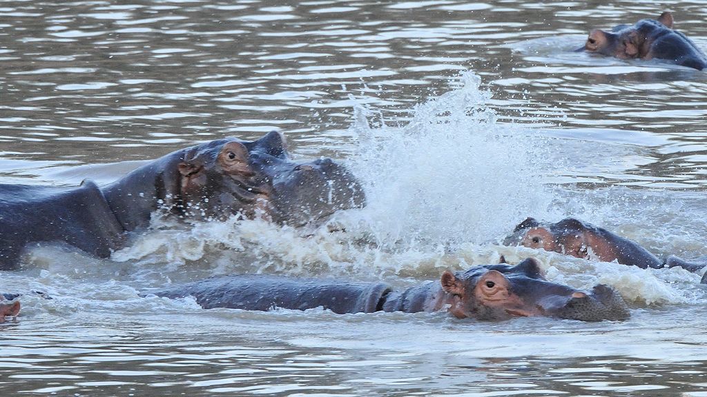 Hippos 0208