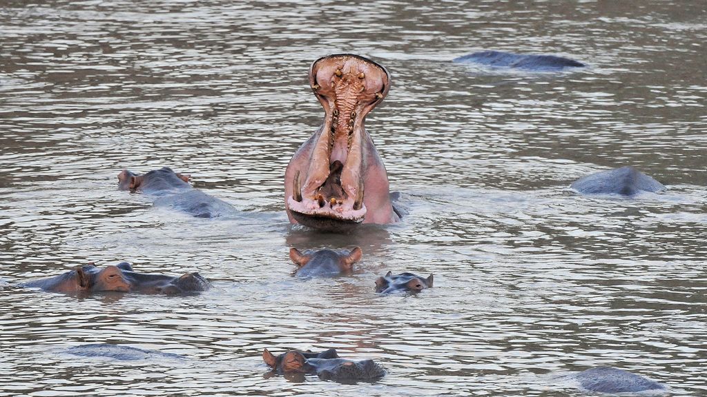 Hippos 0218