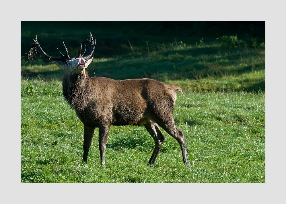 Hirsch 190909 5328
